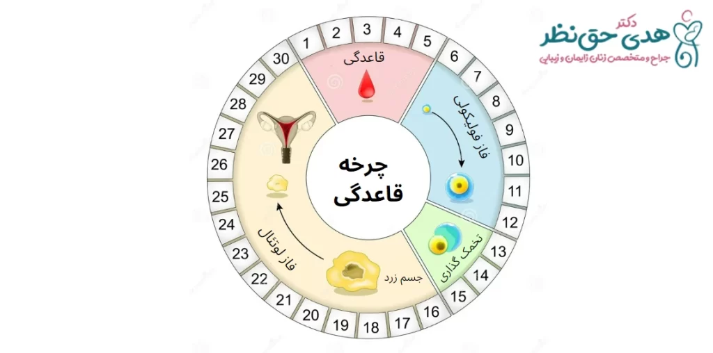 چرخه قاعدگی